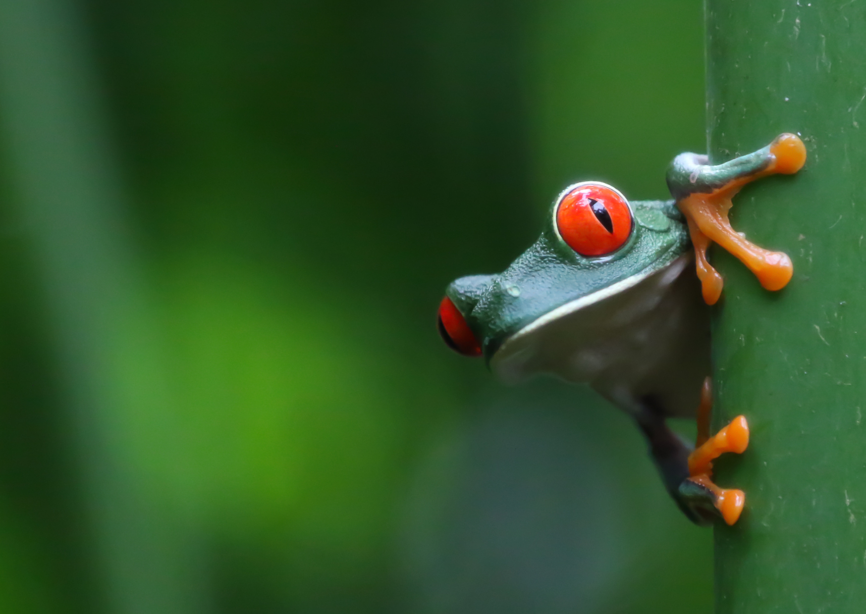Best Things to do in Monteverde Costa Rica.png7 Best Things to do in Monteverde Costa Rica