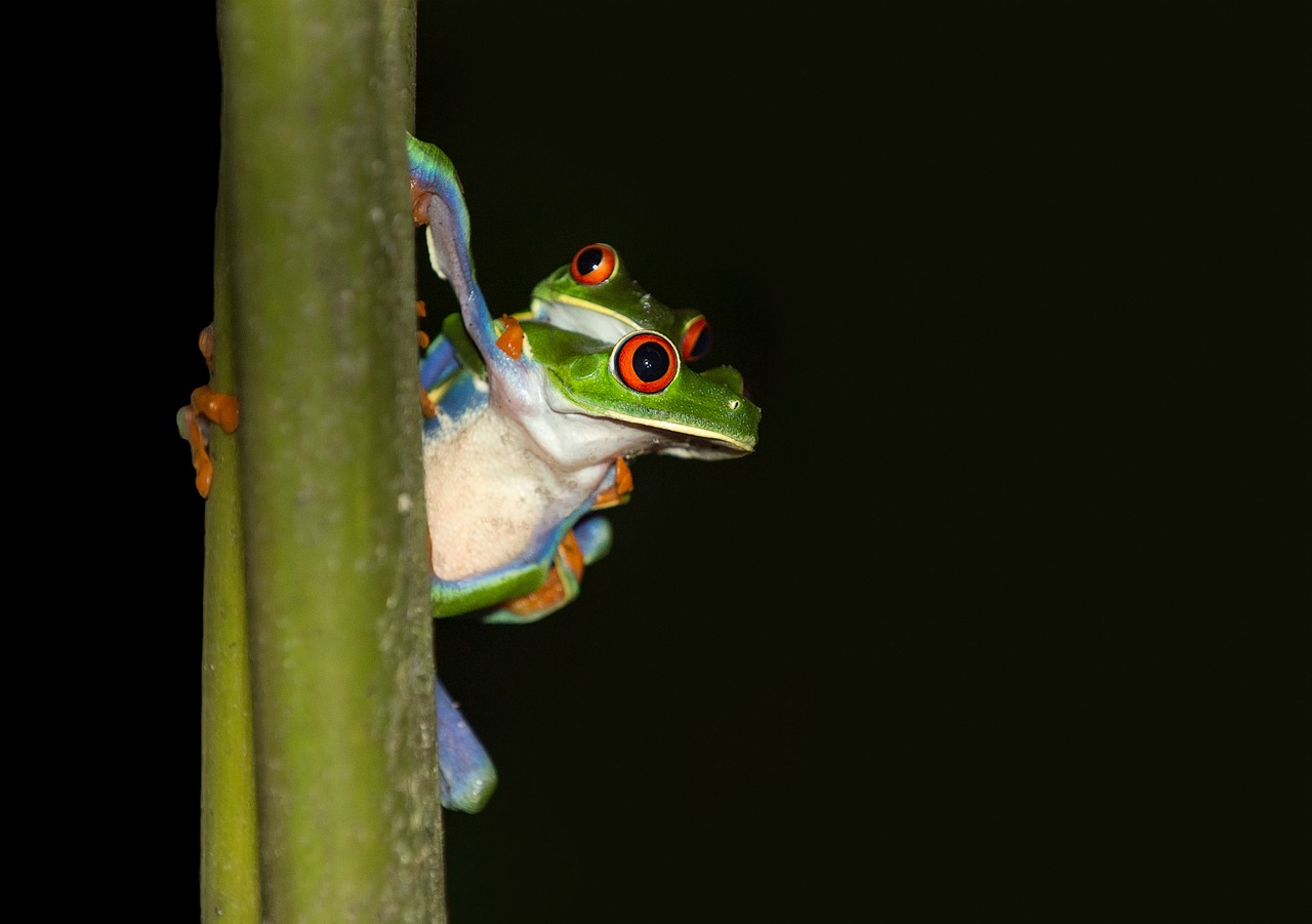 Frog in Costa Rica
