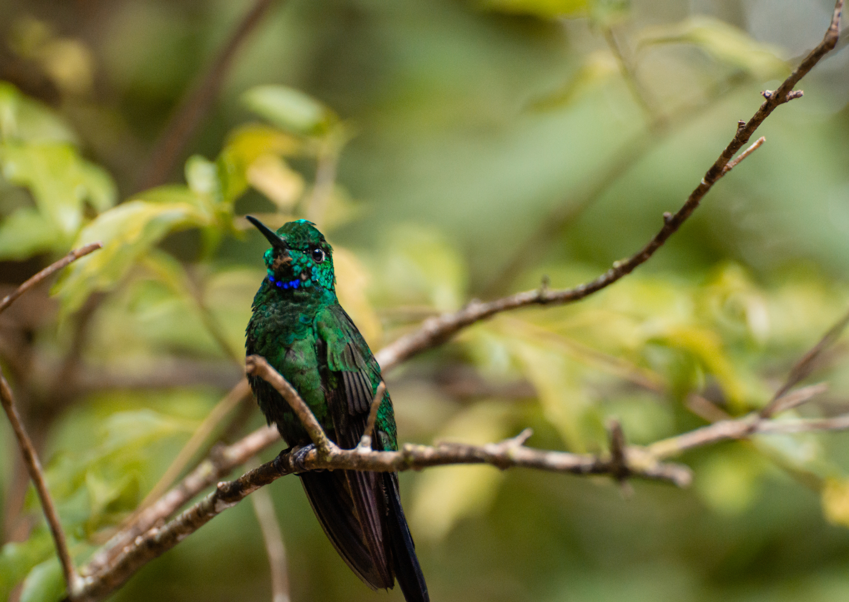 Things to do in Monteverde Costa Rica