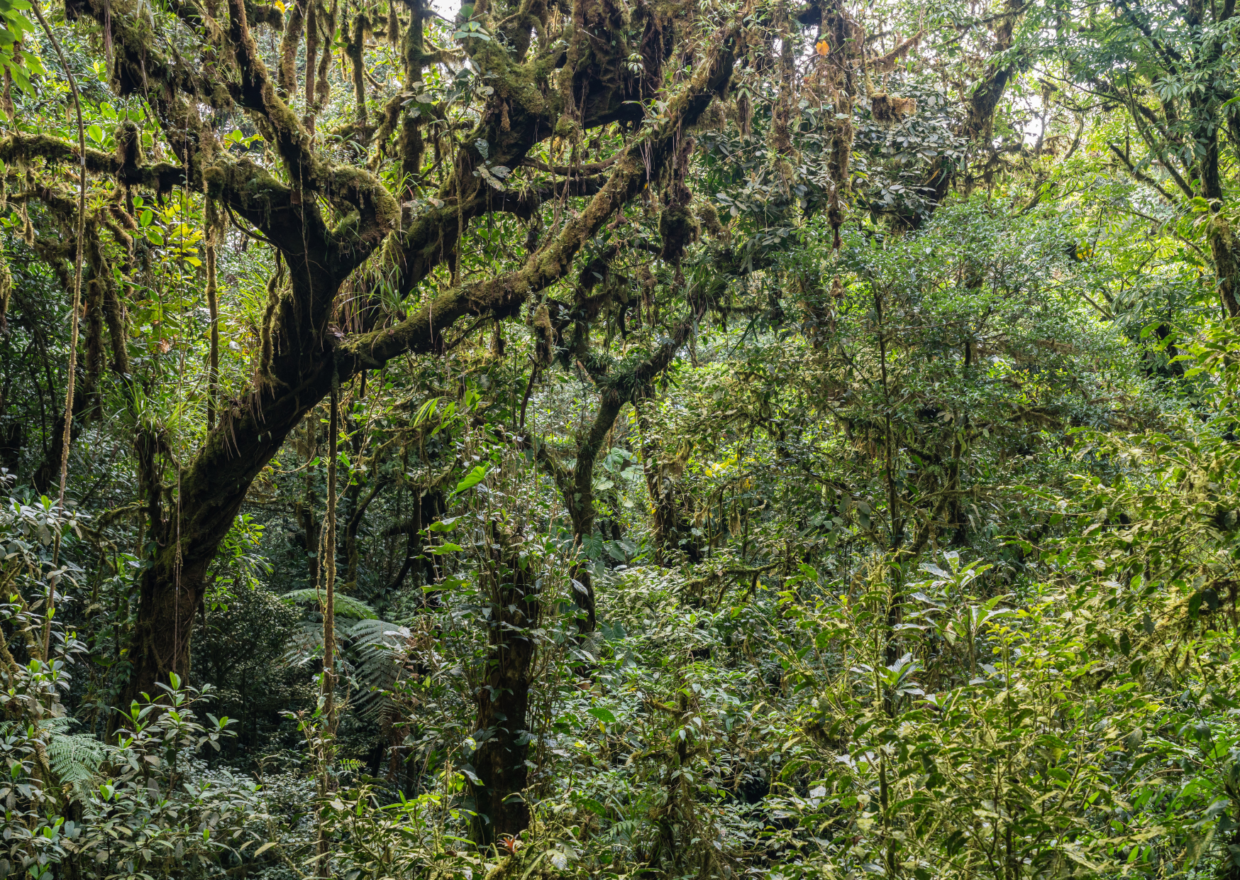 best things to do in Monteverde Costa Rica