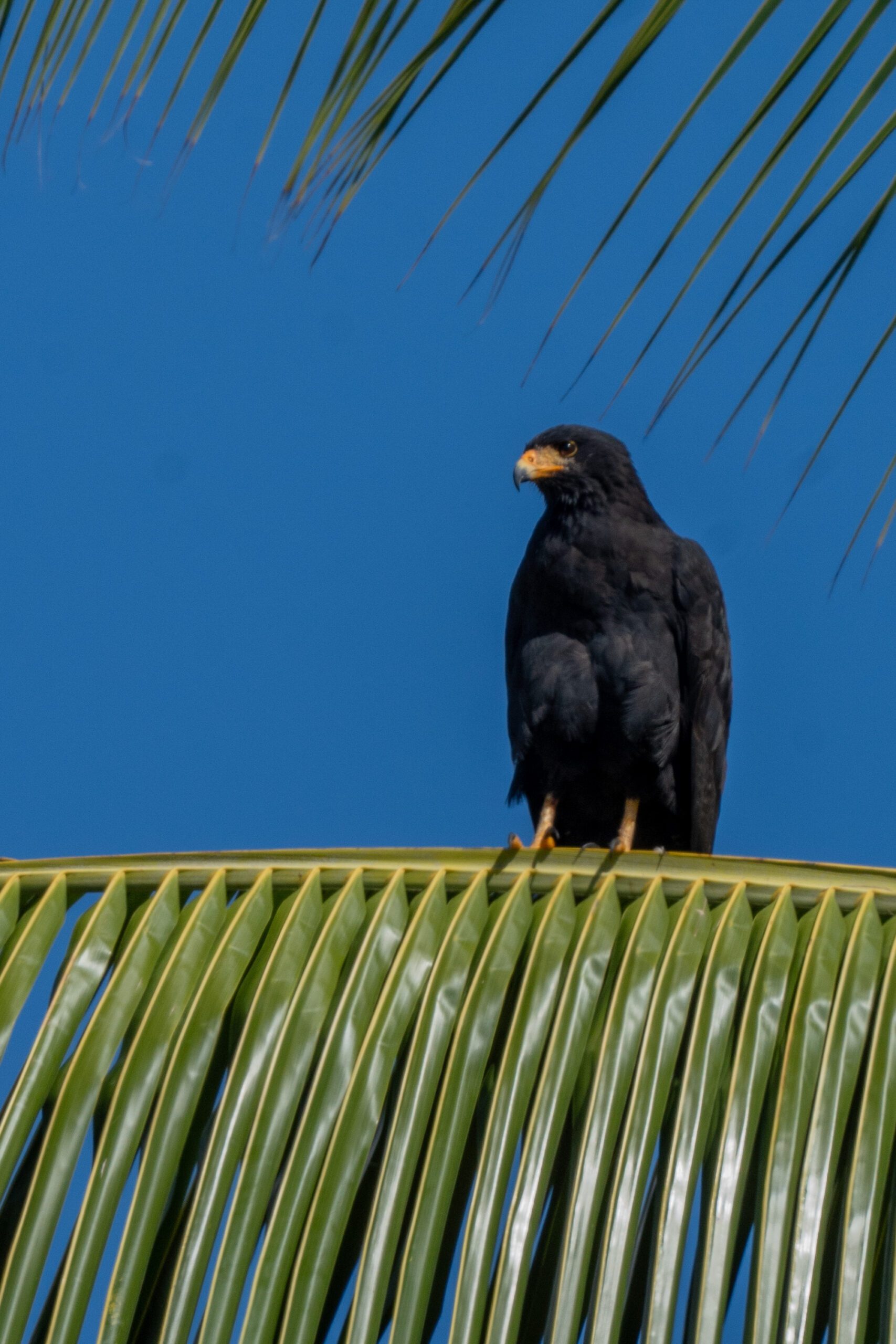 Corcovado - Costa Rica-8
