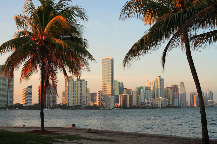 Miami city view with palm trees