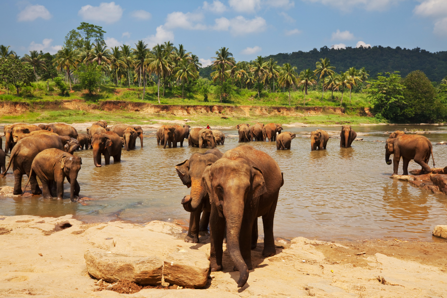 3 weken Sri Lanka Reisroute 3 3 weken Sri Lanka Reisroute